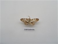 藏品(尺蛾165)的圖片